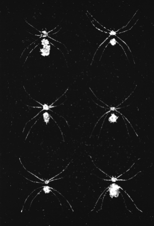 Planche araignée - cliché verre 2, 10x15cm, 2015