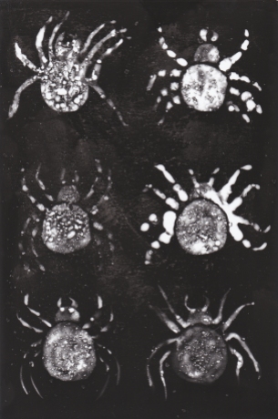 Planche araignée - cliché verre 1, 10x15cm, 2015